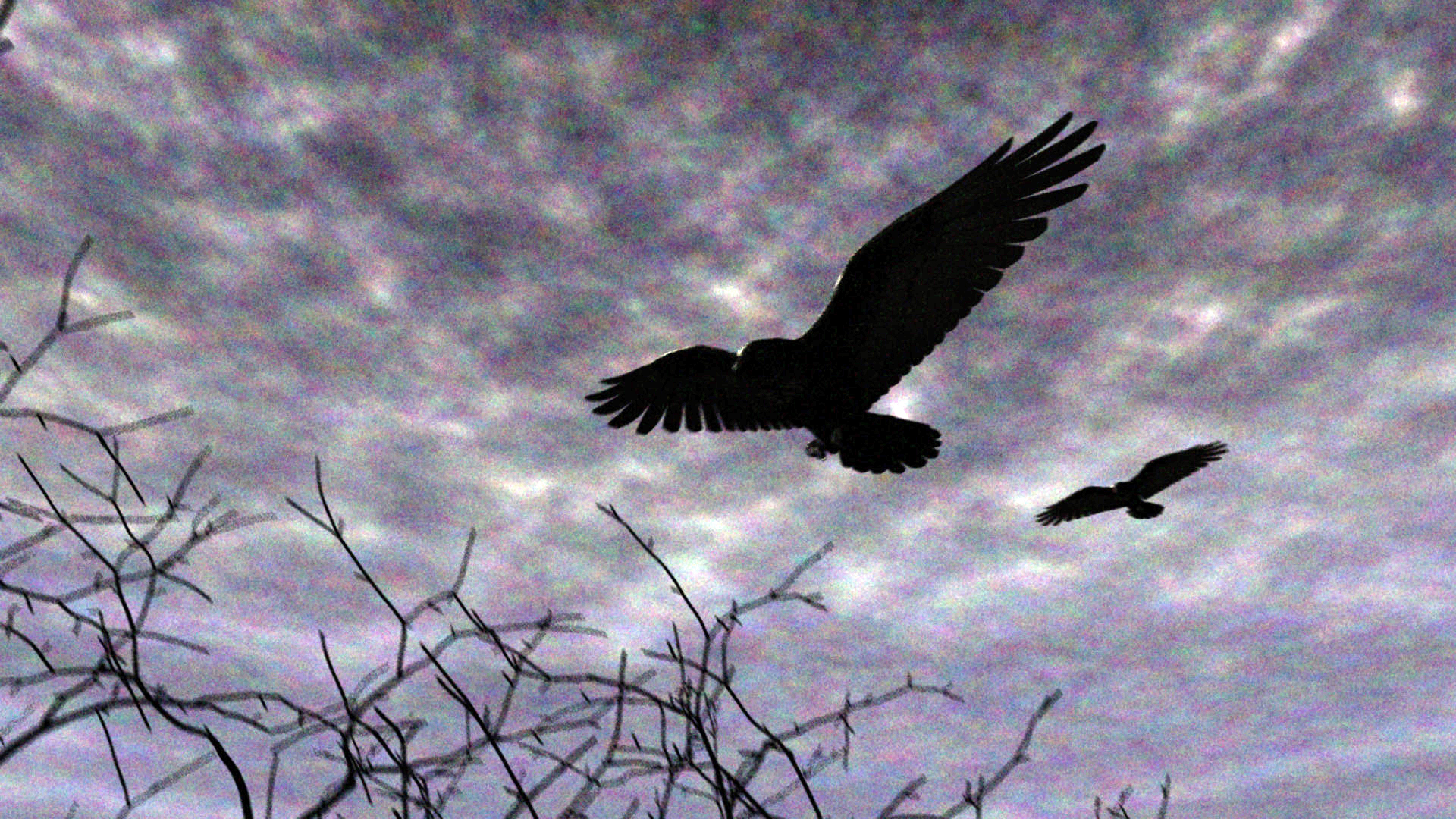 Ravens Fly